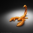 Carotte scorpion