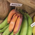 Bananes roses