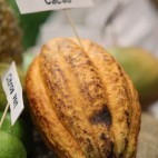 Cacao