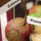 Caïmite