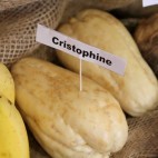 Cristophine
