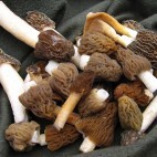 Morilles