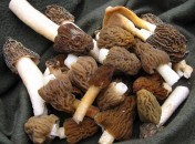Morilles, comment les choisir, comment les préparer ?