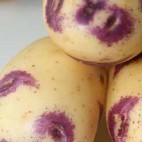 Pommes de terre Blue Belle