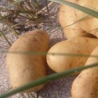 Pommes de terre La Juliette