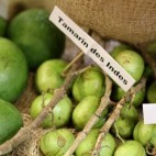 Tamarin des Indes