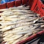 Asperges des sables des Landes IGP Asperges des sables des Landes IGP