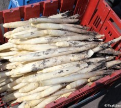 Asperges des sables des Landes IGP