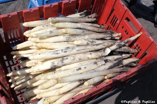 Asperges des sables des Landes IGP Asperges des sables des Landes IGP