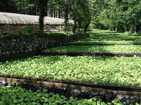 Plans d'eau - culture du wasabi ©Izu-wasabi Plans d'eau - culture du wasabi ©Izu-wasabi