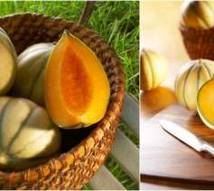 Melon Charentais