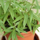 Verveine citronnelle