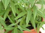 Verveine citronnelle