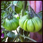 Tomates vertes