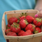 Cueillette des fraises