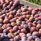 Prunes d'Ente juste cueillies