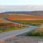 Champagne - Les vignes - Automne