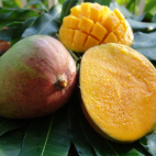 Mangues julie ©Caribfruits
