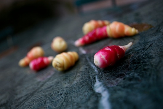 Oca du Pérou ©Leafar CC BY-SA 2.0