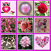 rose mosaique - 30
