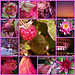 Think pink - Isaius - 3