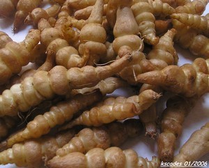 Crosnes aux herbes Images Papilles et Pupilles - crosnes