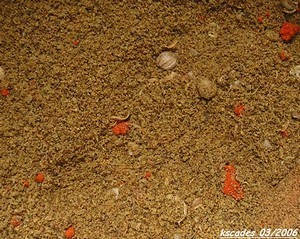 Couscous Image Papilles et Pupilles - Couscous