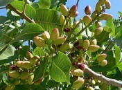 Pistaches Pistaches – Tout ce que vous vouliez savoir : crème, poudre, pâte, pesto, huile, …