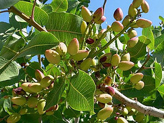 Pistachier