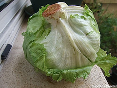 Laitue iceberg