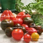 Tomates Tomates