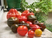 Tomates : oui mais lesquelles ?