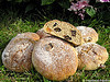 Petits pains de seigle aux deux raisins