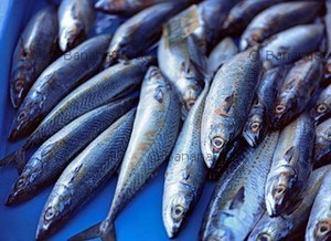 Conseils pour choisir et préparer le poisson poissons