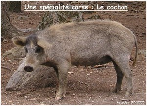 Corse - Cochons corses