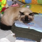 Chat ....