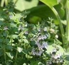 Herbes aromatiques