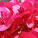 Bougainvillée - 4