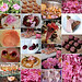 Mosaique Rose de Mai