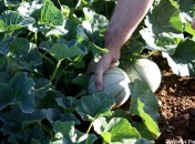 Cueillette du melon Petites infos du jour