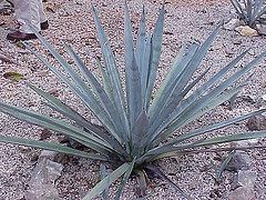 Blue Agave