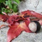 KKVJ – Couleurs d’automne KKVJ – Couleurs d’automne