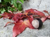 KKVJ – Couleurs d’automne KKVJ – Couleurs d’automne