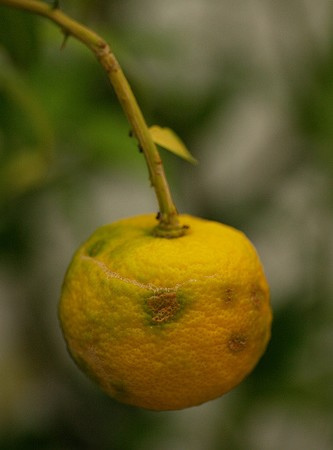 Le yuzu, un agrume tendance Yuzu