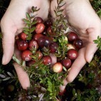 Cranberries