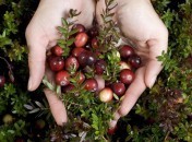 Cranberries Cranberries : le b a-ba des cranberries, recettes et compagnie