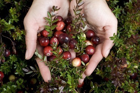Cranberries