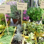 Plantes aromatiques originales Plantes aromatiques originales