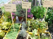 Plantes aromatiques originales Devinette, la réponse : feuilles d’huitre