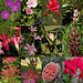 Passion gourmandise - 36
